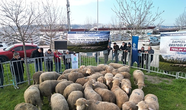 Büyükşehir'den üreticilere damızlık koç desteği