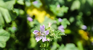 Narenciye balı koruma altında