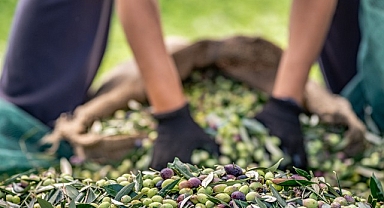 30 bin kilometre uçtular Türkiye’nin Avustralya’ya zeytin ve zeytinyağı ihracatını yüzde 143 artırdılar