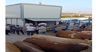 Büyükşehir’den bayramda güvenli ve hijyenik kesim hizmeti