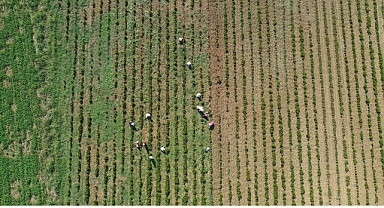 Tıbbi ve aromatik bitkilerin bahar temizliği yapılıyor
