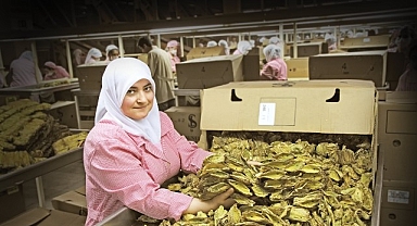 Tütün sektörü 7 yıl sonra ihracatta 1 milyar dolar sınırını aştı