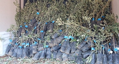 19 ilçede 2 bin üreticiye 40 bin zeytin fidanı dağıtılacak