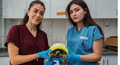 İzmir’de yangından kurtarılan kaplumbağanın tedavisi sürüyor