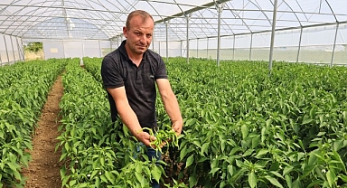 Modern seralarda hasat bereketi