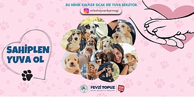 Sevimli Dostlarımız Sıcak Yuvalarını Bekliyor