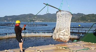 Türk somonunda hedef ihracatı 1 milyar doların üzerine taşımak
