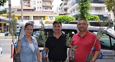 Büyükşehir’den üreticiye zeytin fidanı desteği