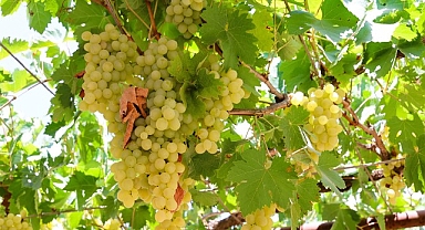 Antalya Büyükşehir’den üzüm sıkma makinesi desteği