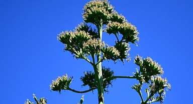 UNESCO Listesindeki Agave Bitkisi Beylikdüzü’nde Çiçek Açtı