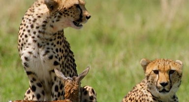 ‘Afrika’nın Vahşi Dahileri’, 2 Kasım Pazar 20.00’de National Geographic WILD Ekranlarında!