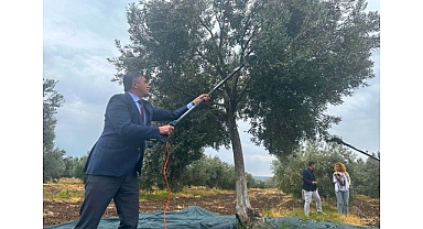 Aliağa, 4. Zeytin Hasat Şenliği’nde Buluşuyor