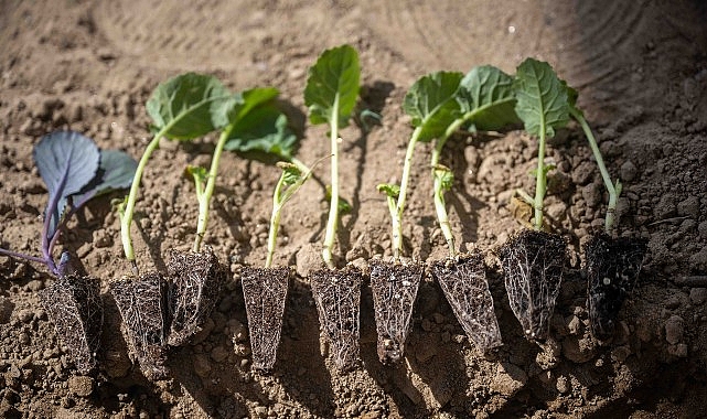 Bornova’da minik eller toprakla buluştu