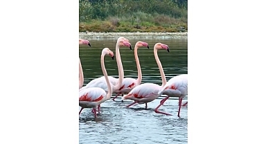 İzmit Körfezi'nde pembe flamingoların dansı