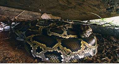 ‘Piton İstilası’, 19 Ekim Pazar 20.00’de National Geographic WILD Ekranlarında!