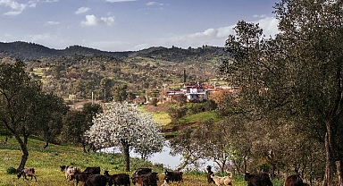 Seferihisar Orhanlı Köyü’nde Zeytin Hasadı Festivaline davetlisiniz.