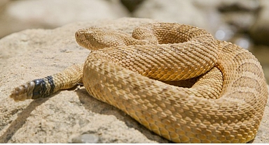 ‘Sürüngenler Gezegeni’, 12 Ekim Pazar 20.00’de National Geographic WILD Ekranlarında!