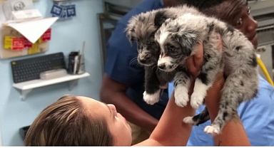‘Veteriner Dostlar: Köpekler Özel’, 18 Ekim Cumartesi 20.00’de National Geographic WILD Ekranlarında!