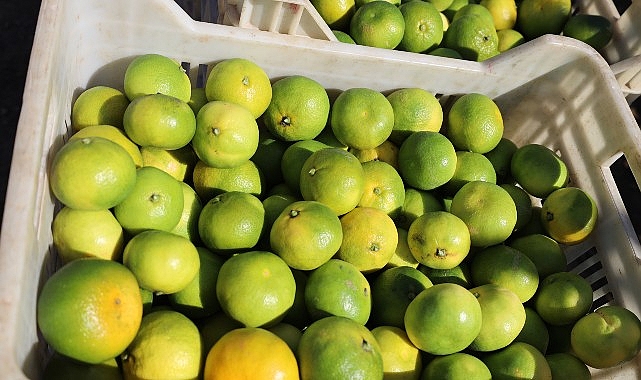 Ekim ayında mandalina ihracatında yüzde 144’lük rekor artış