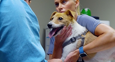 ‘Heartland Veterinerleri: Pati ve Pençe’, 3 Kasım Pazartesi 21.00’de National Geographic WILD Ekranlarında İzleyicilerle Buluşuyor!