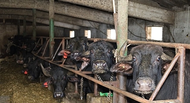 Kocaeli'de manda sayısı Büyükşehir'in desteğiyle artıyor