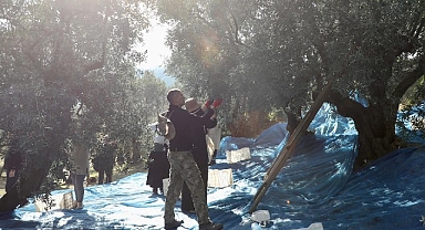 Mudanya'da Zeytin Hasadı sezonu başladı