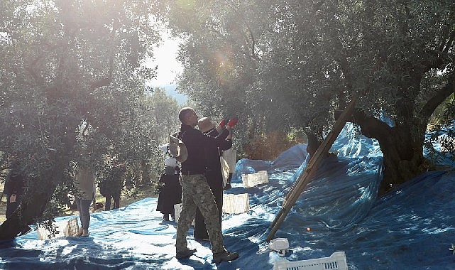 Mudanya'da Zeytin Hasadı sezonu başladı