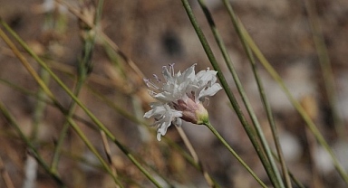 “Çameli pelemiri” bitki literatürüne kazandırıldı