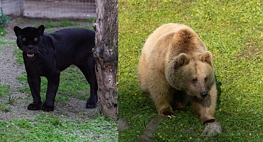Jüliet ve Yumuk da artık İzmirli oldu