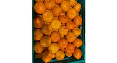 Mandalina ihracatı tarih yazıyor