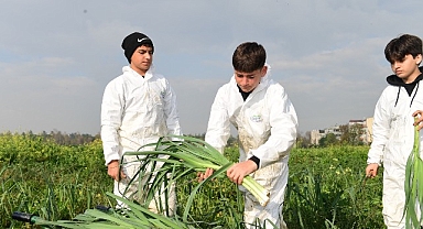 Osmangazi’de Pırasa Hasadıyla Doğallık Sofralara Taşınıyor