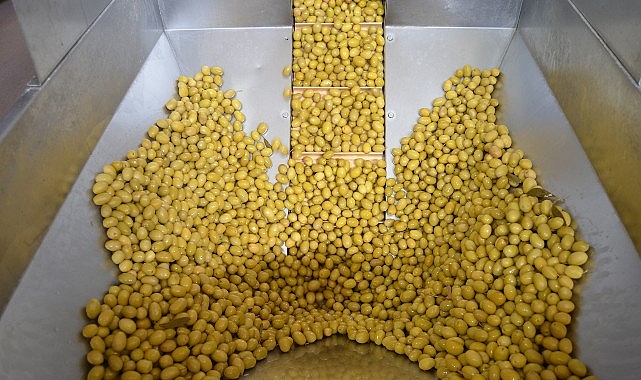 Zeytin ve zeytinyağı sektöründe güçler URGE Projesi’nde birleştirilecek