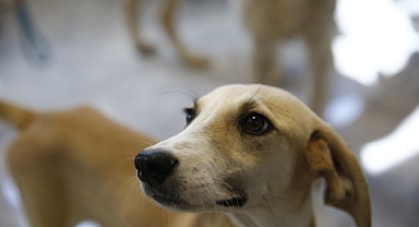 Büyükşehir’den Petshop sahiplerine ücretsiz eğitim