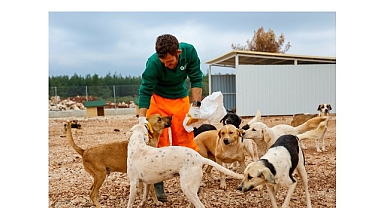 Büyükşehir’den sokak köpeklerine özel yaşam alanı