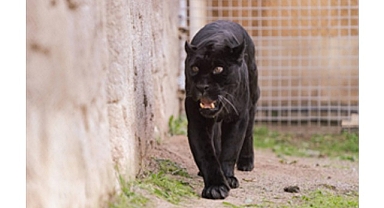 Doğal Yaşam Parkı’nın jaguarı Juliet yaşama veda etti