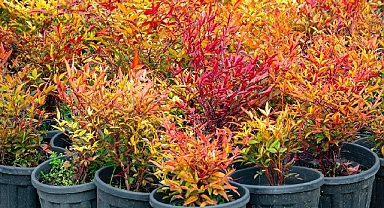 İzmir’in renkleri Büyükşehir fidanlıklarında filizleniyor