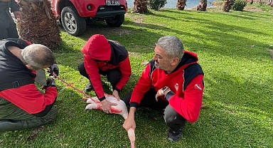 İzmir İtfaiyesi ayağına misina dolanan flamingoyu kurtardı
