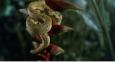 ‘Karanlık Çökünce Özel’, 4 Ocak Pazar 20.00’de National Geographic WILD Ekranlarında!