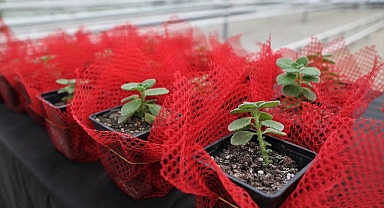 Keçiören’de Bilinçli Tarımsal Üretim İçin Eğitim Verildi