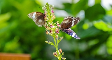 Konya'nın Turizm Yıldızı: Konya Tropikal Kelebek Bahçesi 2025’te 603 bin, toplamda 4 milyon 136 bin 888 ziyaretçiyi ağırladı