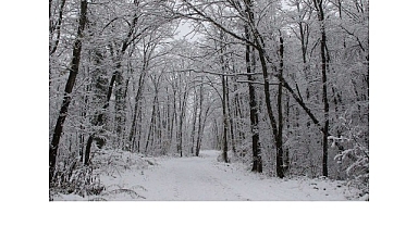 Ormanya’da kartpostallık kış manzaraları