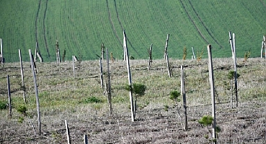 3 yılda 7 bin 761 fidan dikildi