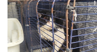 Ağva Deresi’nde mahsur kalan kedi kurtarıldı