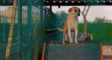 Didim Belediyesi'nden can dostlara sevgiyle hizmet