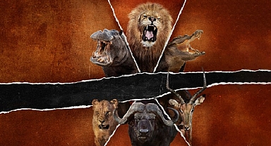 ‘Ölümcül Safari: Büyük Kedilerin Savaşı’, 15 Şubat Pazar Saat 20.00’de National Geographic WILD Ekranlarında!