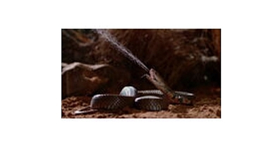 ‘Zehir Dosyaları: Yılan Isırığının Anatomisi’, 29 Mart Pazar 20.00’de National Geographic WILD Ekranlarında!