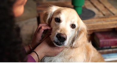 Boehringer Ingelheim’dan Küresel Araştırma