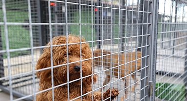 Buca’nın can dostlarına “beş yıldızlı” bakım