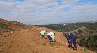 Gebze’de 4 bin 500 sedir ağacı toprakla buluştu