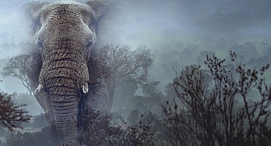 Hayalet Filler’, 11 Mart Çarşamba 20.00’de National Geographic WILD Ekranlarında!